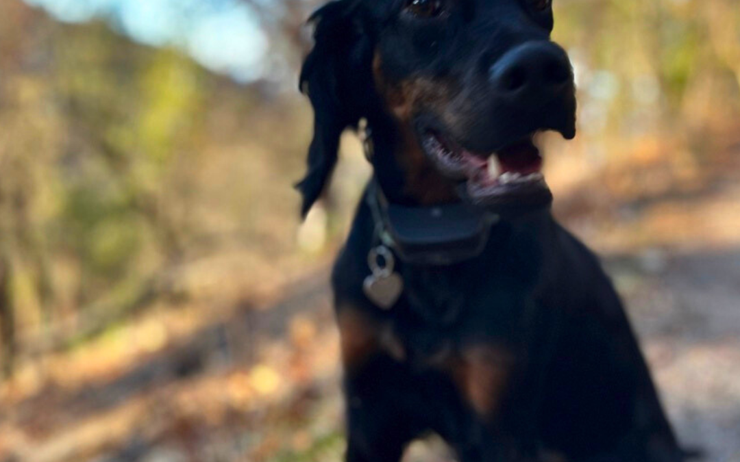 Paws and Play: A Guide to Pet-Friendly Adventures in Ashland, Oregon